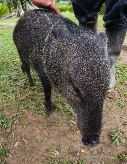 Irgendein ein junges Dschungelschwein