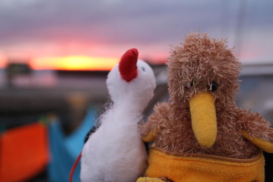 Auch Mrs short leg und Kiwi sind wieder dabei 