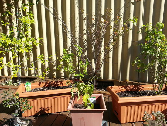 Caros kleiner Garten