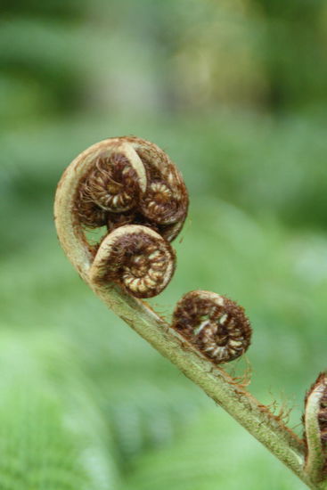 Der Farn, wie in Neuseeland.