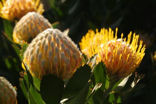 Wunderschöne Blumen.