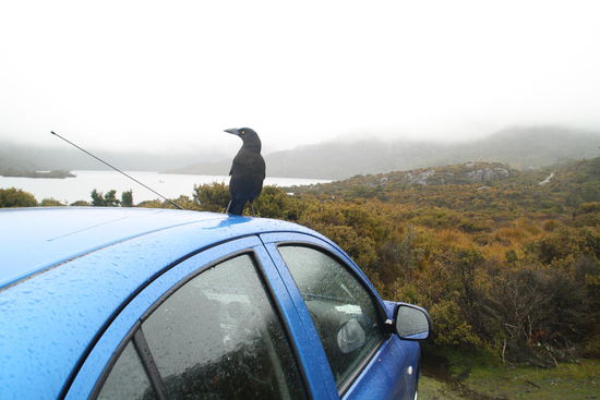 Unser kleiner Flitzer auf Tasmanien