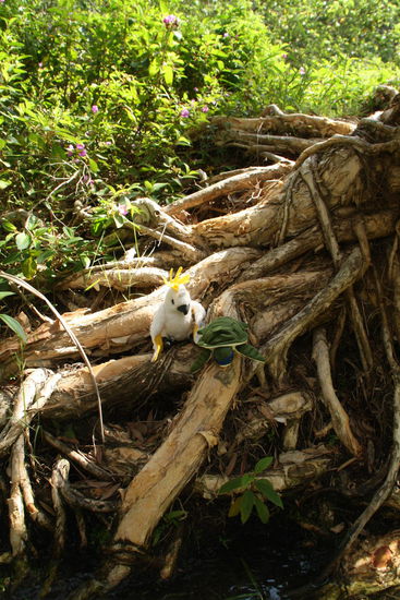 Stevie und Leonardo auf Abenteuertour im Regenwald