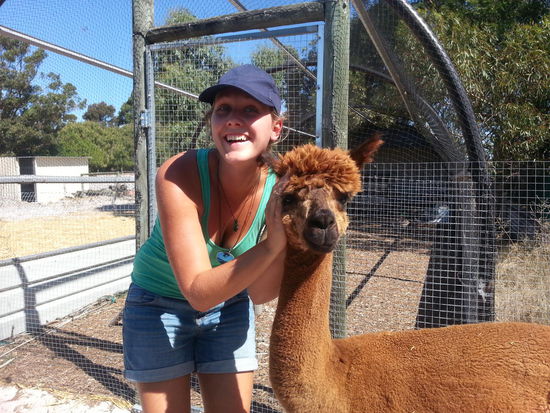 Die Alpacas sind so kuschelig 