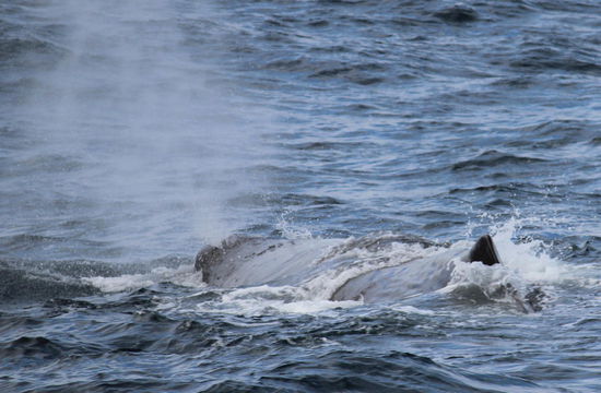 Für mich war das das Hightlight der Reise nach Norwegen. Ich erinnere mich, dass ich zu Beginn noch mein Regencape über der Winterjacke trug, weil es schon wieder regnete. Kaum aber waren wir auf dem offenen Meer, riss der Himmel auf und die Sonne schien.