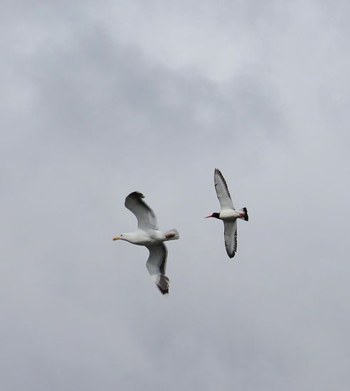 Oft konnte ich hierbei das Gezanke der unterschiedlichsten Vögel, die ihre Nester, oder den Nachwuchs verteiligten, beobachten.