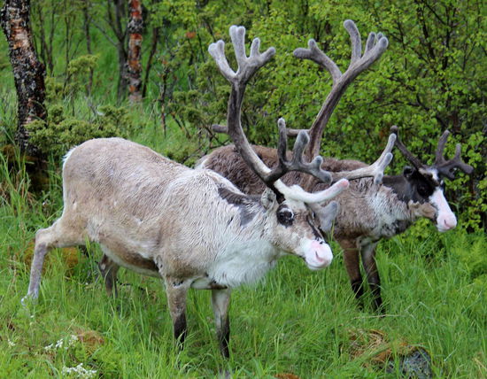 Auf der Hinfahrt sahen wir eine kleine Rentierherde am Rande der Straße. Sie waren es wohl gewohnt, fotografiert zu werden, denn sie hielten still und zeigten sich keineswegs sehr scheu.