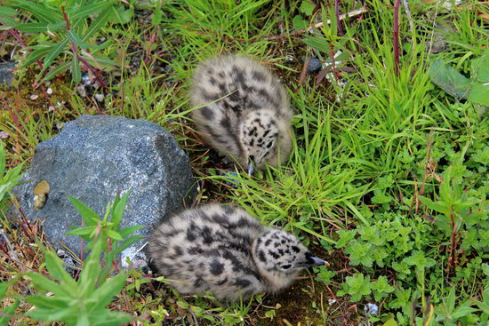 Vor unserer Abreise entdeckten wir in der doch wenig gastlichen Umgebung des Hafens von Sortland ganz junge Möwenbabies.