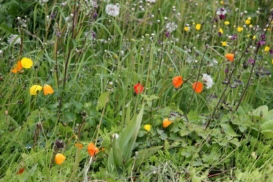 Schöne Vorgärten und kleine Geschäfte prägten das Ortsbild.