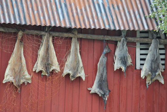 .... und natürlich Trockenfisch
