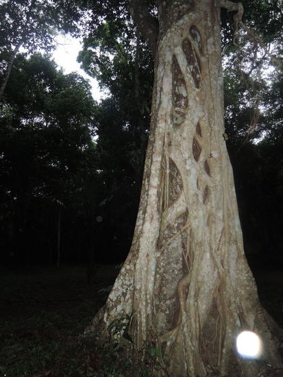 Die Baeume sind hier schon beeindruckend