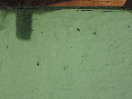 Eines meiner Haustiere