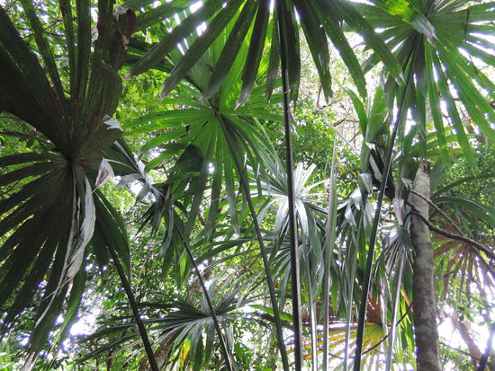 Die Pflanzen da sind sehr beeindruckend