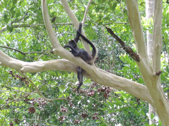 Die Affen haben ihren Spass