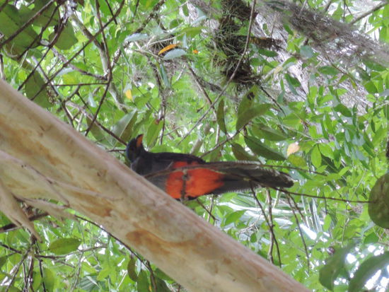 Habe leider keine Ahnung, was das fuer ein Vogel ist