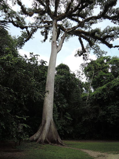 La Ceiba, der heilige Baum