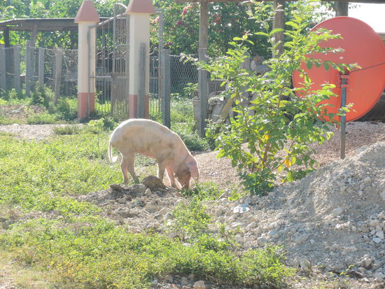 Hier werden die Schweine angebunden, nicht die Hunde