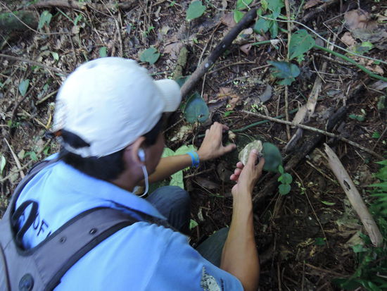 Der Hernan schlaegt eine Nuss auf