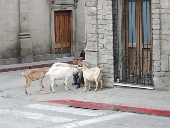 Der Ziegenpeter war auch in der Stadt