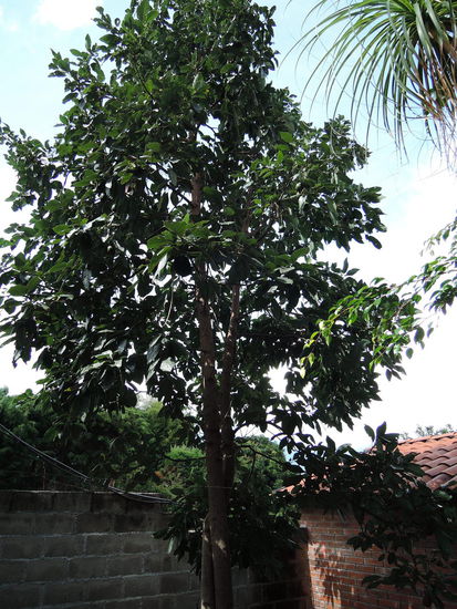 Avocadobaum neben meinem Haus