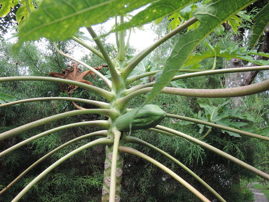 Papaya