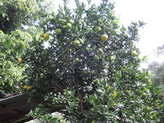 Orangen vor der Tuer