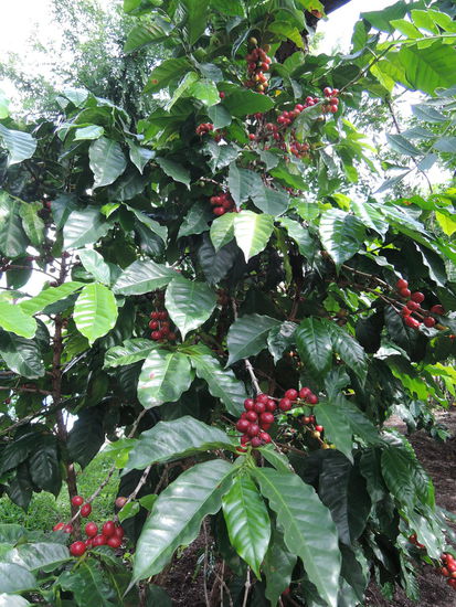 ...und noch eine Sorte