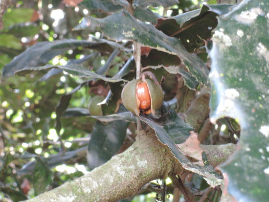 Macadamianuss