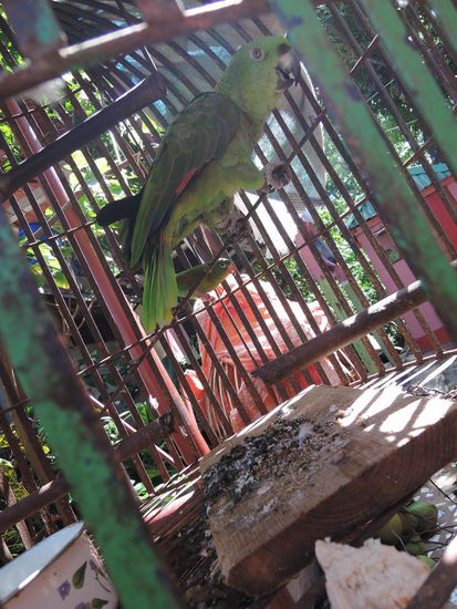 Der Vogel sass genau vor meiner Zimmertuer