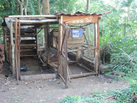 Huehnerstall und Entenstall