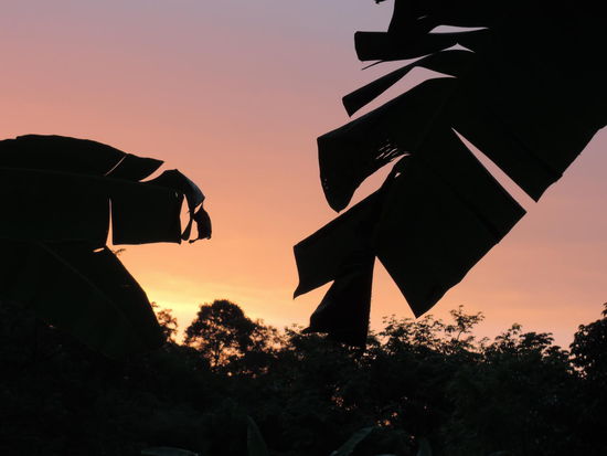 Der Blick von der Haengematte aus