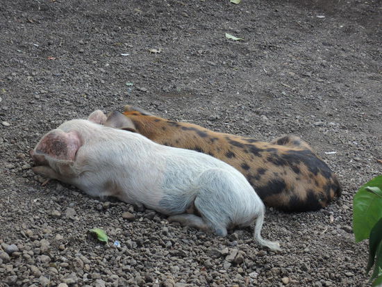 Manchmal liegen die Schweine einfach so neben der Strasse