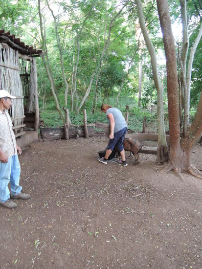 Do sinds, die Schweindalan Der Pablo ueberwacht die Fuetterung