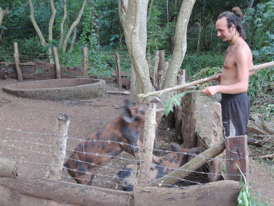 Der Vadim trainiert die Schweine : Spring' Schweindl spring'