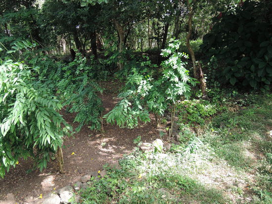 Der vorbildlich gesaeuberte Katukgarten