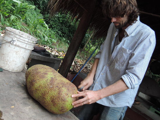 Der Martijn oeffnet eine Jackfruit: Riesending, nach 2 Tagen konnte keiner mehr den Geruch aushalten