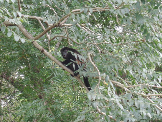 Jeden Morgen wird man von den Howlermonkeys geweckt