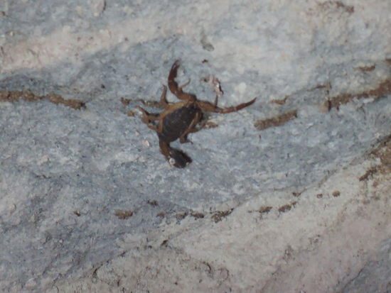 Skorpion im Geraeteschuppen
