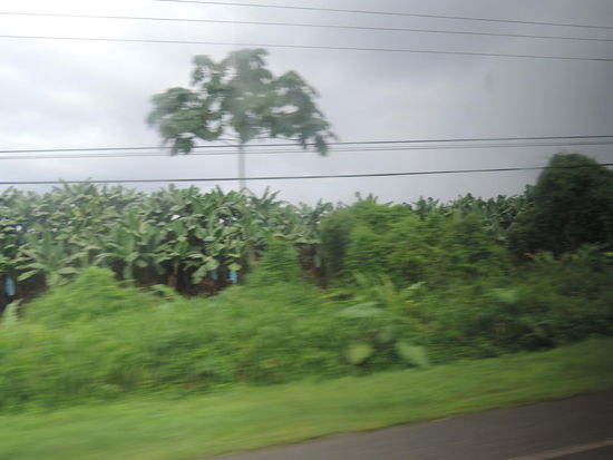 Riesige Bananenplantagen in ganz Costa Rica
