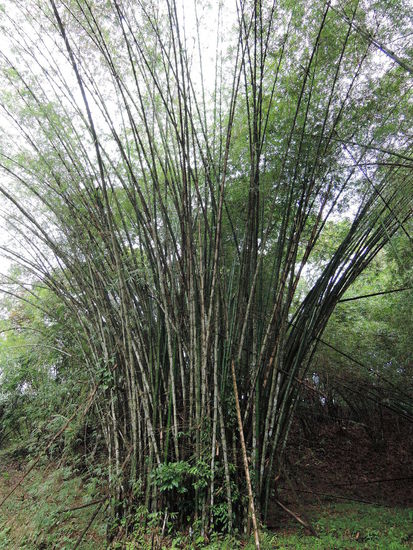 Bambuswaelder unterwegs