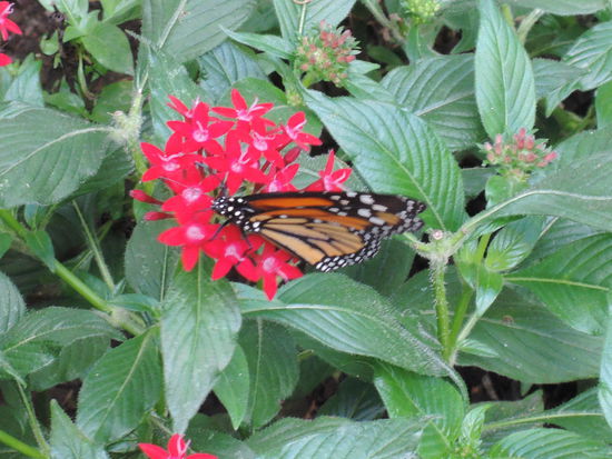 Im Schmetterlingshaus