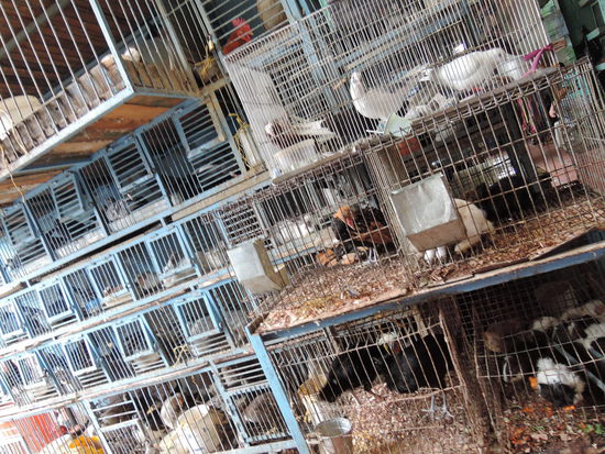 Einen Viehabteilung gibt es natuerlich auch