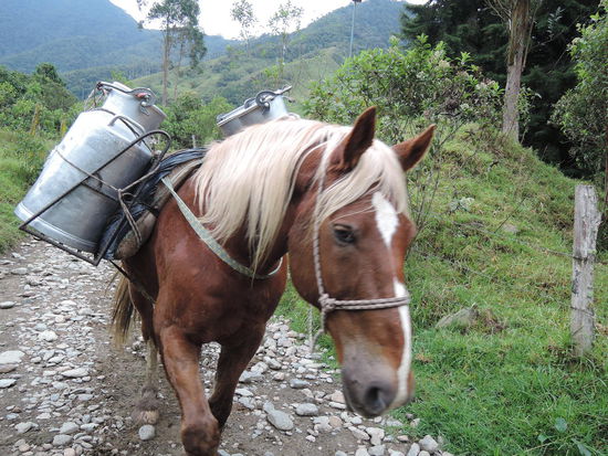 Hier werden die Milchkandln noch mitn Pferd zur Milchabholstation gebracht