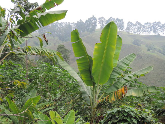 Zwischen den Kaffeepflanzen werden Bananenstauden gepflanzt: Schattenspender