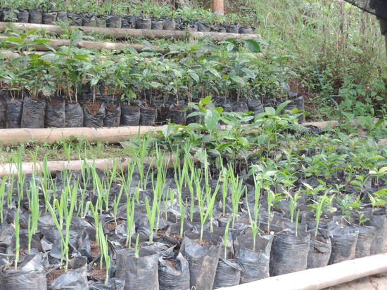 Hier wird Knoblauch gezuechtet, als natuerliches Insektenschutzmittel
