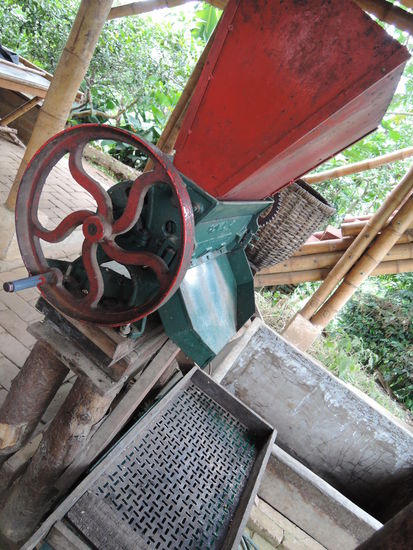 Hier werden die Kaffeebohnen geschaelt