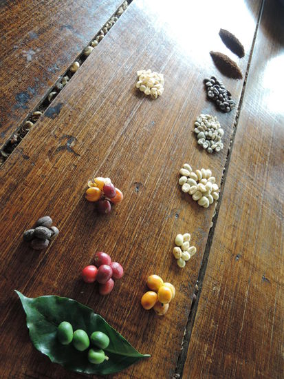 Von der gruenen Bohne bis zum gemahlenen Kaffee