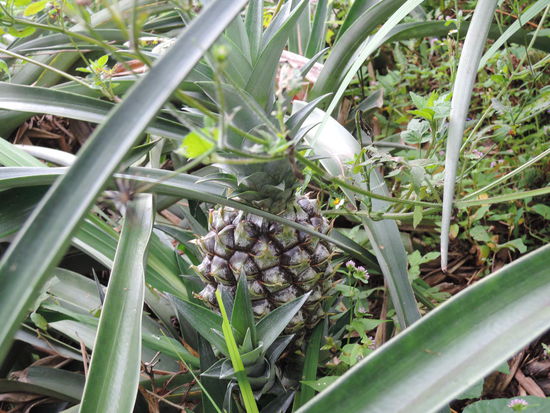 Auf der Finca wachsen auch noch Ananas...