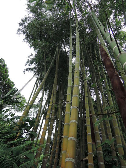 ...und jede Menge Bambus