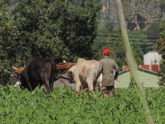 Gepfluegt wird hier mit Ochsenkarren